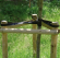 BOOMBIND152.01 Boomband Rubber elastisch 4 cm x 15 m De meest ecologische manier om uw boom stevig rechtop te houden gedurende heel de groeiperiode.
Makkelijk toe te passen voor het binden van bomen rond 1 of meerdere steunpalen.
Te bevestigen met boomspijkers.
 Boomband rubber elastisch